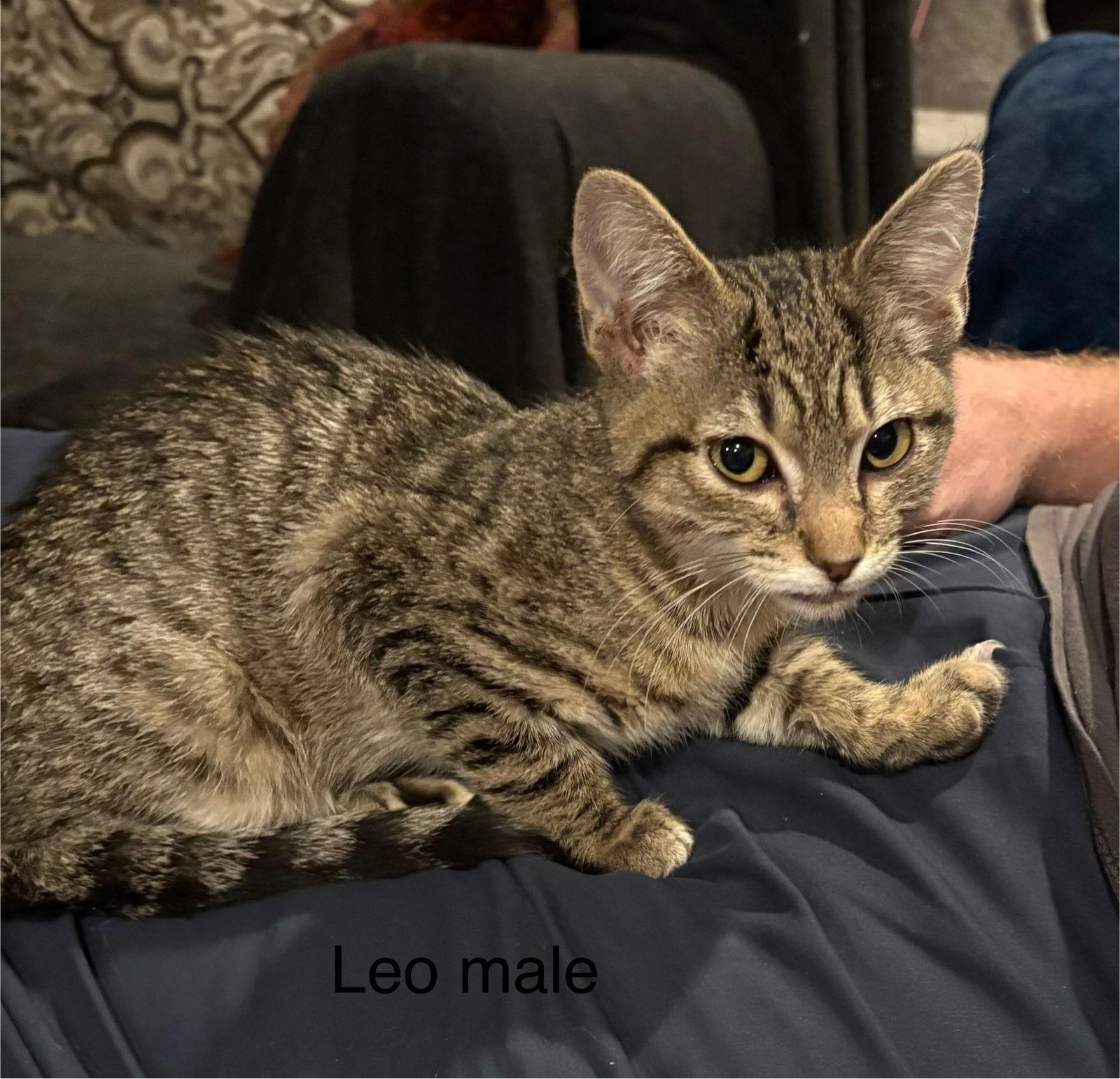 Leo, Adoptable, Kitten Male Domestic Short Hair.