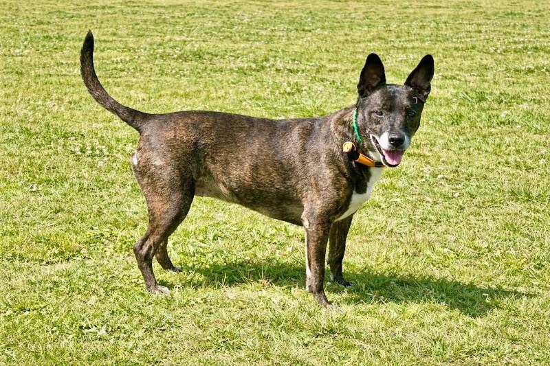 Trixie, Adoptable, Senior Female Mixed Breed.