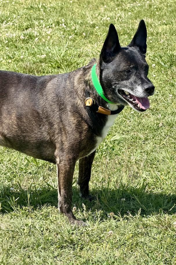 Enlarge Trixie, a Adoptable Mixed Breed in Maryville, TN image 2/6