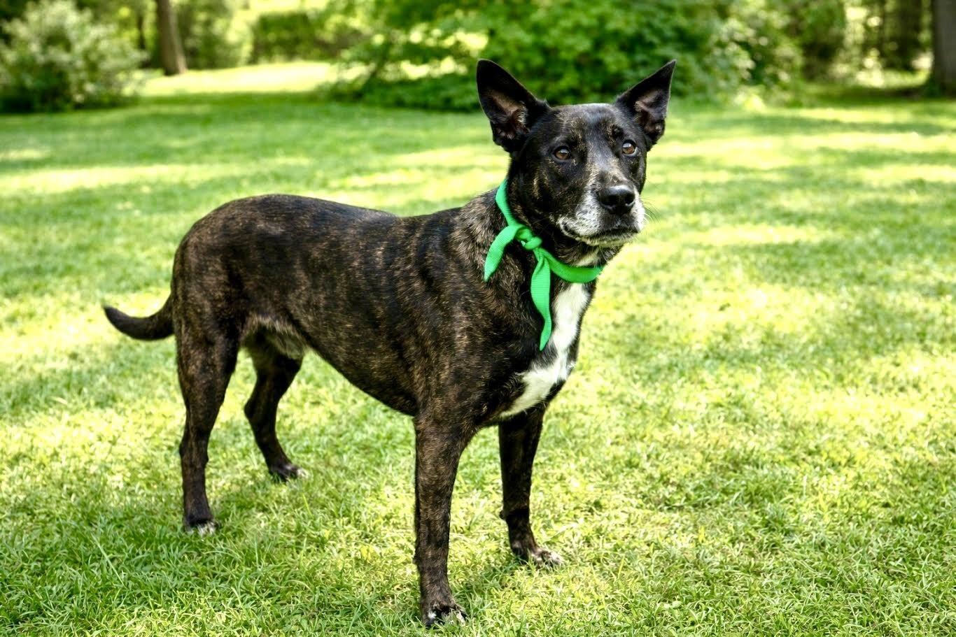 Enlarge Trixie, a Adoptable Mixed Breed in Maryville, TN image 3/6