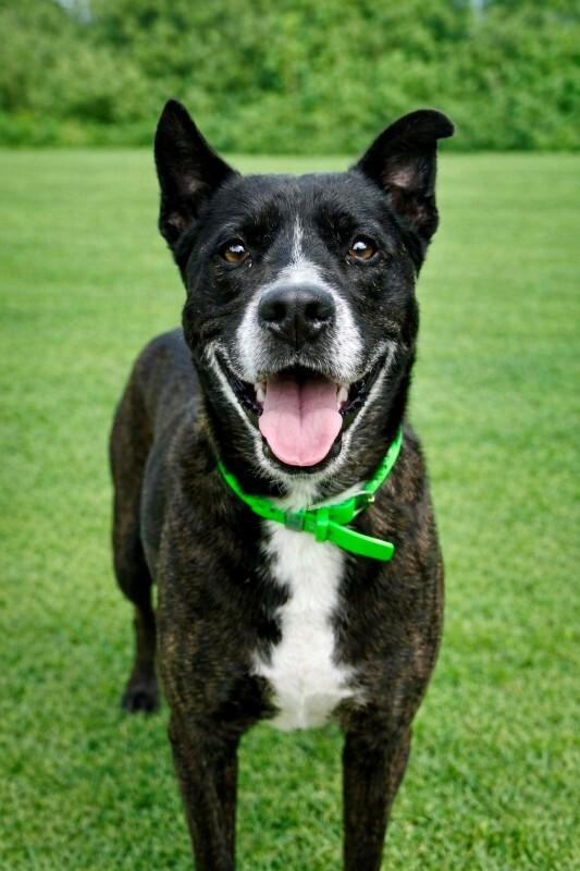 Enlarge Trixie, a Adoptable Mixed Breed in Maryville, TN image 4/6