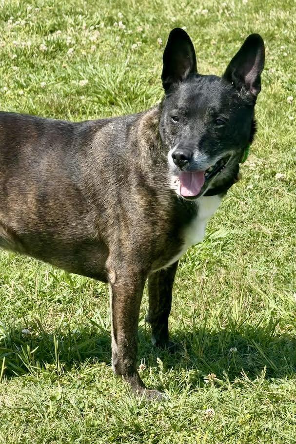 Enlarge Trixie, a Adoptable Mixed Breed in Maryville, TN image 5/6