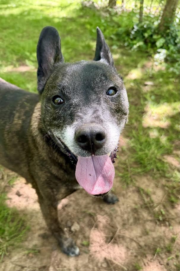 Enlarge Trixie, a Adoptable Mixed Breed in Maryville, TN image 6/6