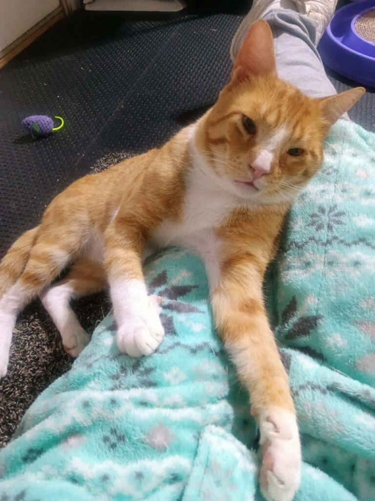 Otis, a Adoptable Domestic Short Hair in Indianapolis, IN image 5/5