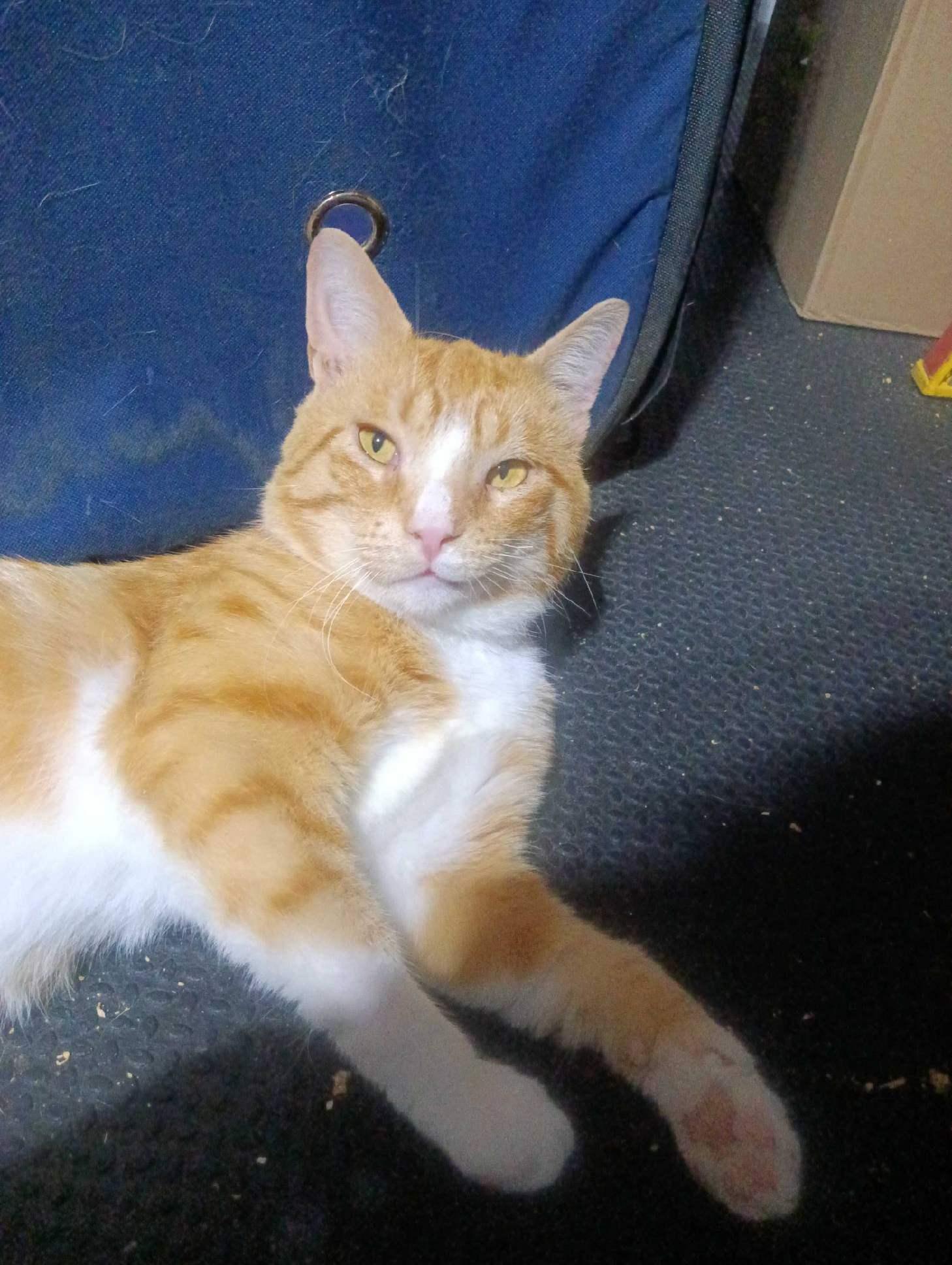 Otis, a Adoptable Domestic Short Hair in Indianapolis, IN image 1/2