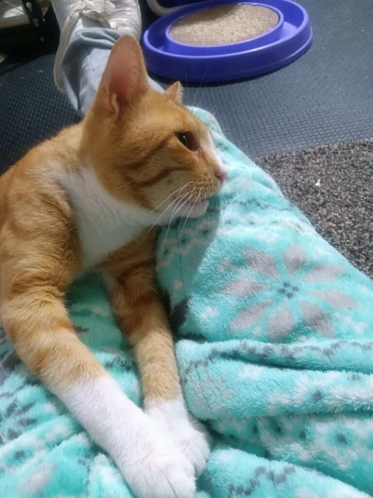 Otis, a Adoptable Domestic Short Hair in Indianapolis, IN image 4/5
