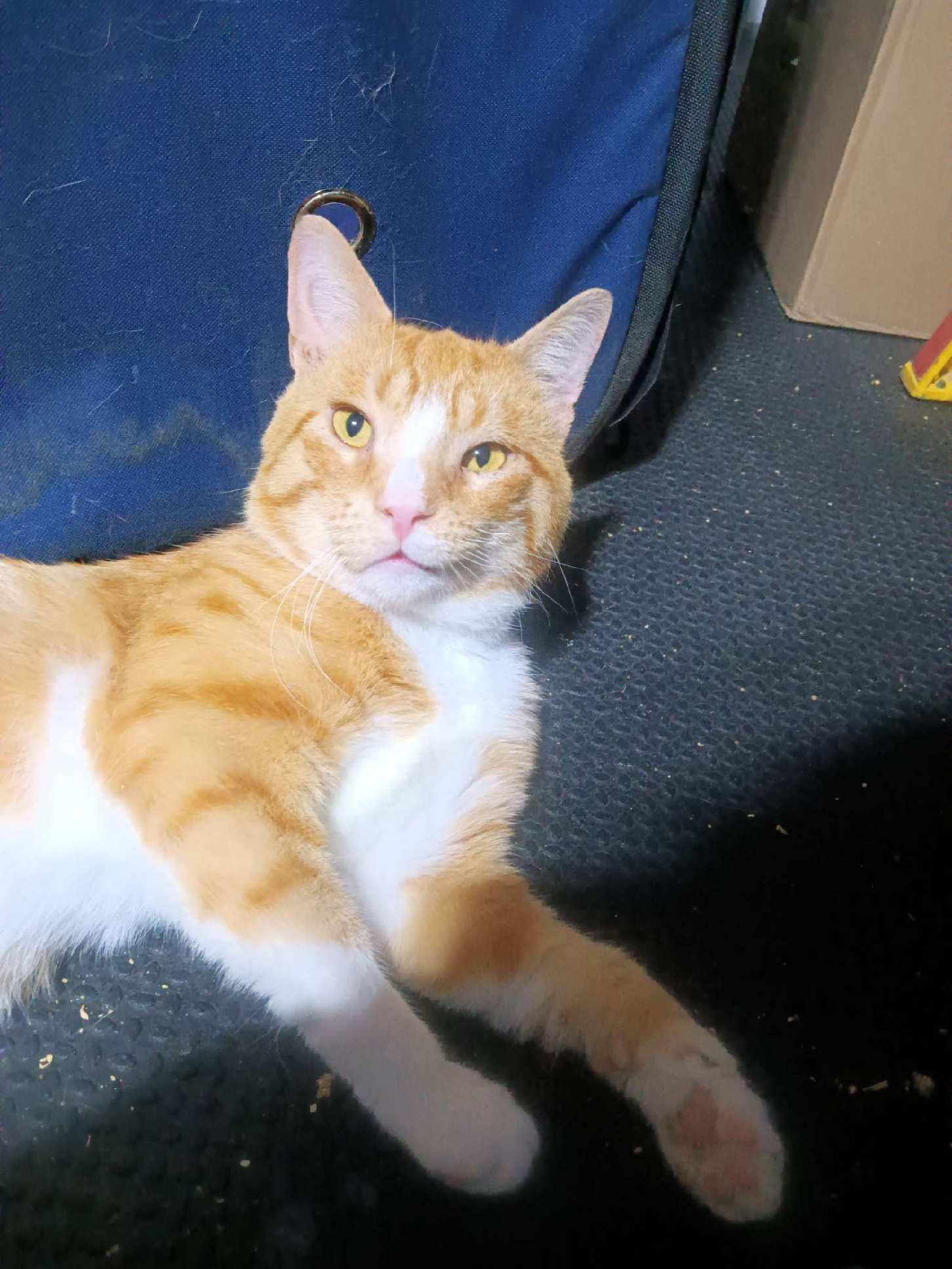 Otis, a Adoptable Domestic Short Hair in Indianapolis, IN image 2/2