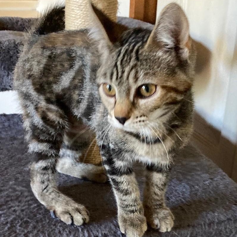 Enlarge Abby - Precious Little Mild Wobbly, a ADOPTABLE Tabby in Hoquiam, WA image 3/4