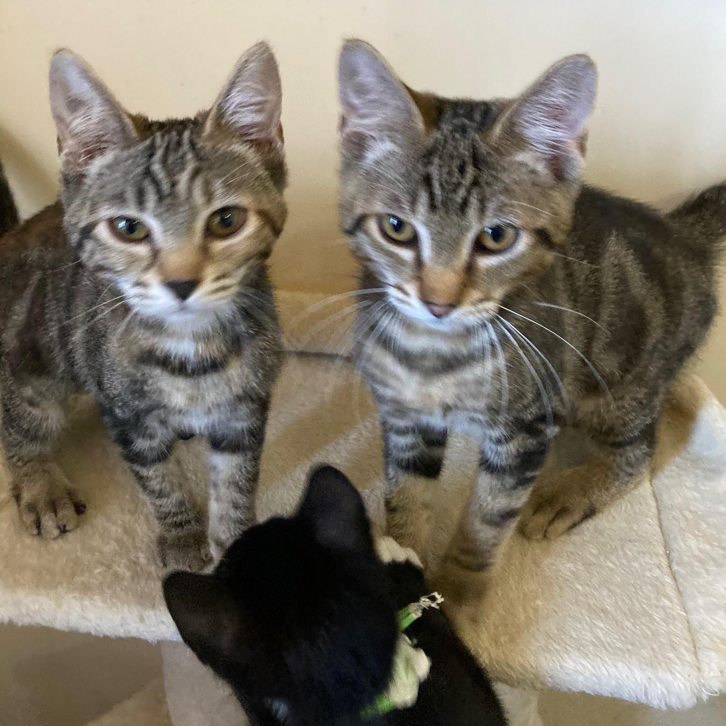 Enlarge Abby - Precious Little Mild Wobbly, a ADOPTABLE Tabby in Hoquiam, WA image 4/4