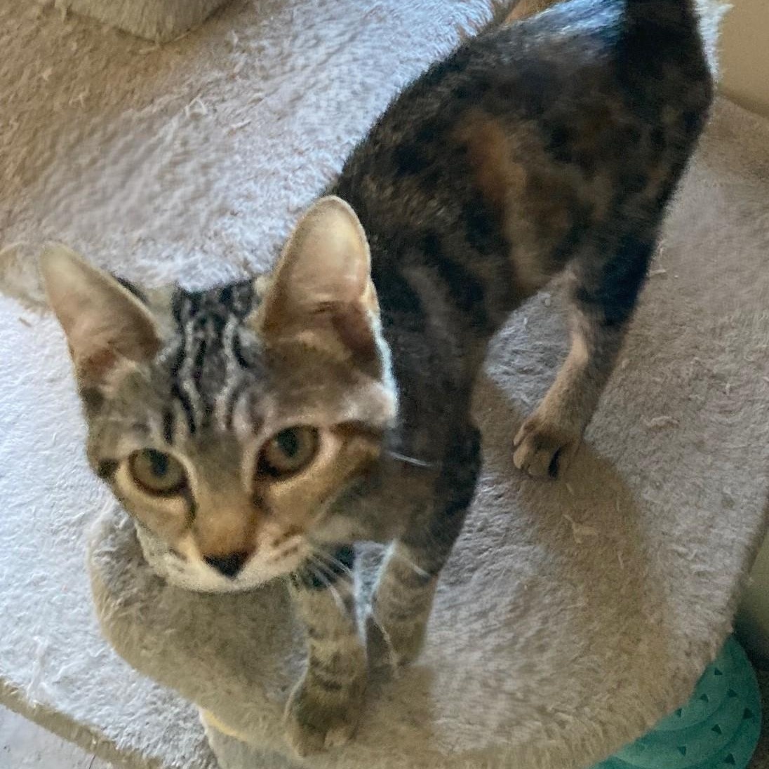 Enlarge Abby - Precious Little Mild Wobbly, a ADOPTABLE Tabby in Hoquiam, WA image 2/4