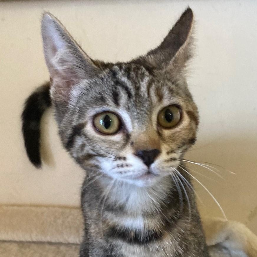 Abby - Precious Little Mild Wobbly, ADOPTABLE, Kitten Female Tabby.