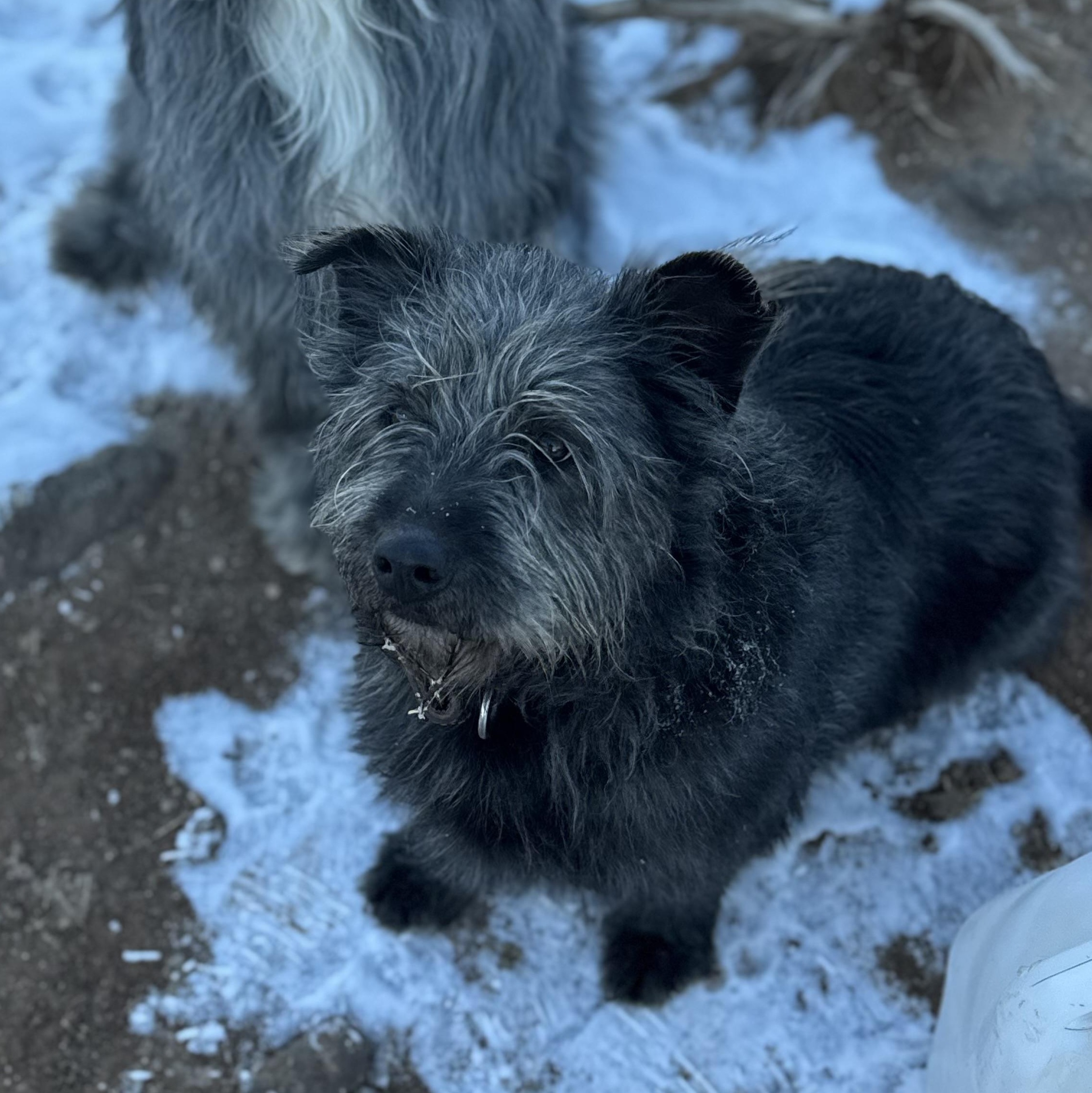 Enlarge Tanka, a ADOPTABLE mixed breed in Carson, NM image 2/2