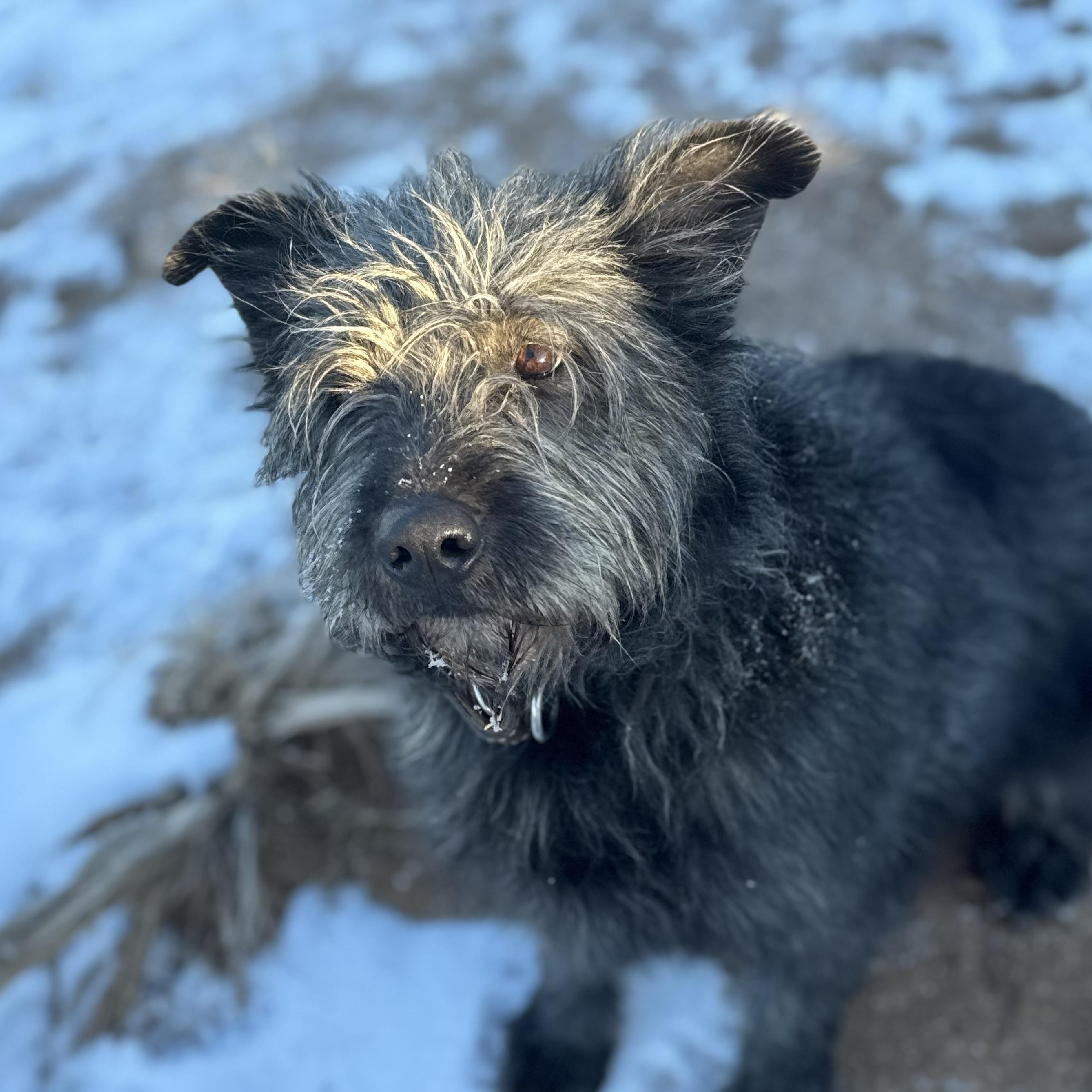 Tanka, ADOPTABLE, Adult Female Mixed Breed.