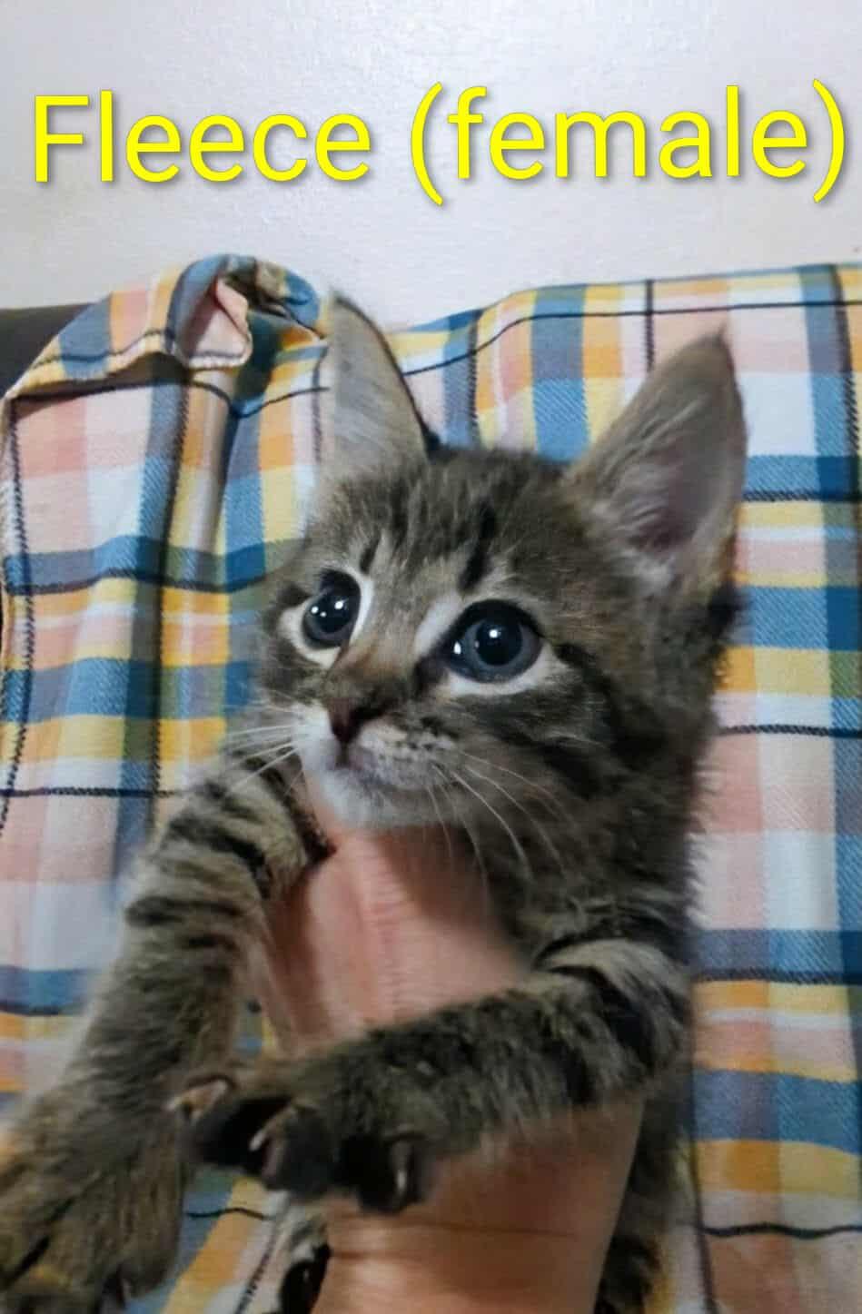 Fleece 2, Adoptable, Kitten Female Domestic Short Hair.