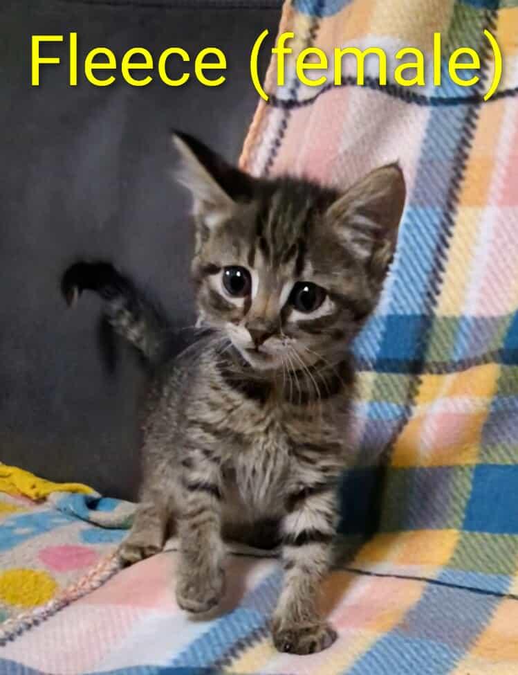 Fleece 2, a Adoptable mixed breed in Newcastle, OK image 2/2