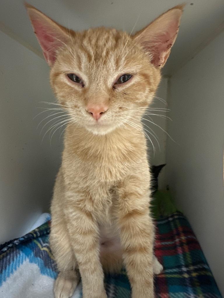 Enlarge Tucson/Mango  (W. Walnut), a Adoptable mixed breed in Johnson City, TN image 1/2