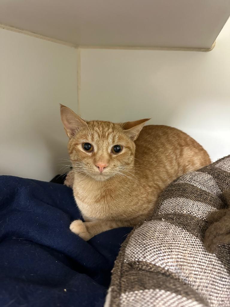 Enlarge Tucson/Mango  (W. Walnut), a Adoptable mixed breed in Johnson City, TN image 2/2