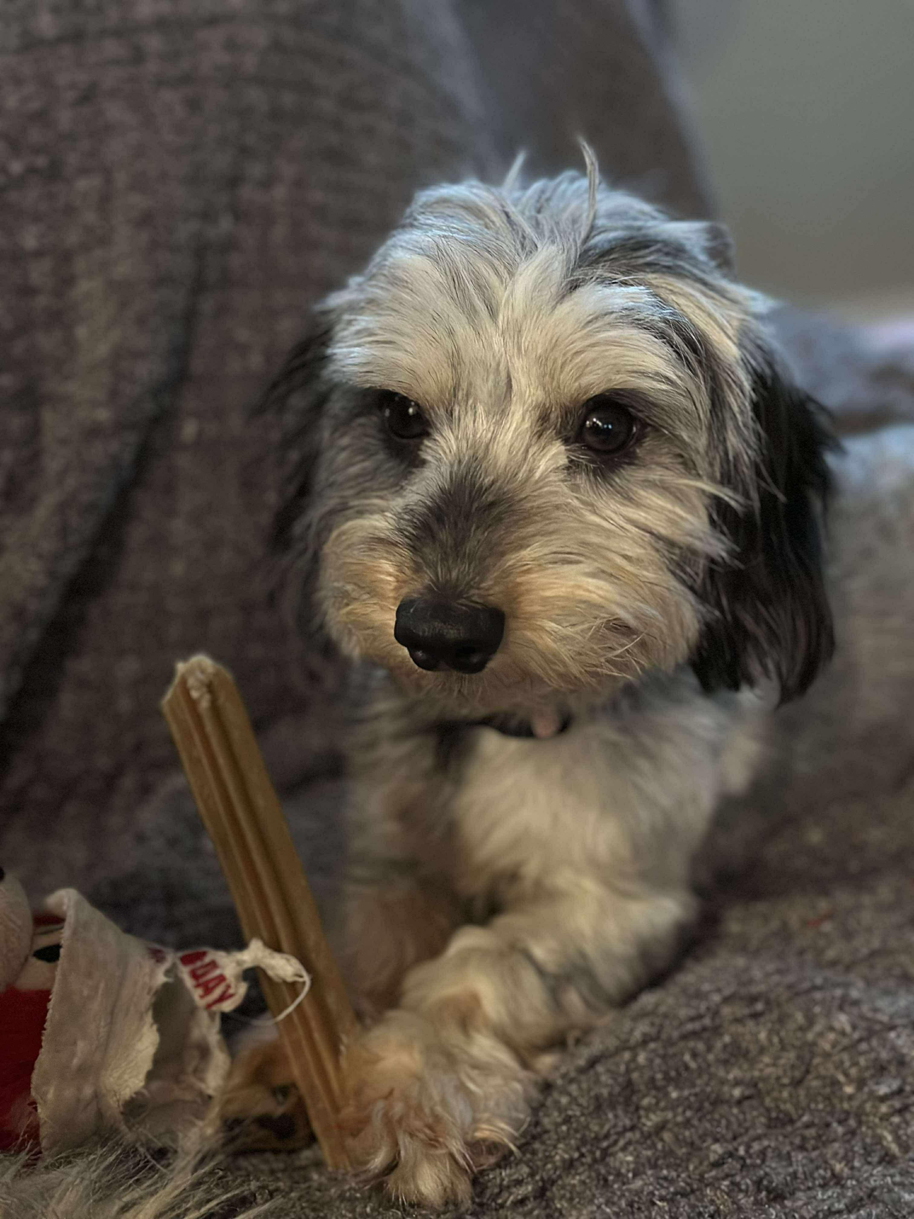 Dog for adoption - Scooby, a Schnauzer Mix in Billerica, MA | Petfinder