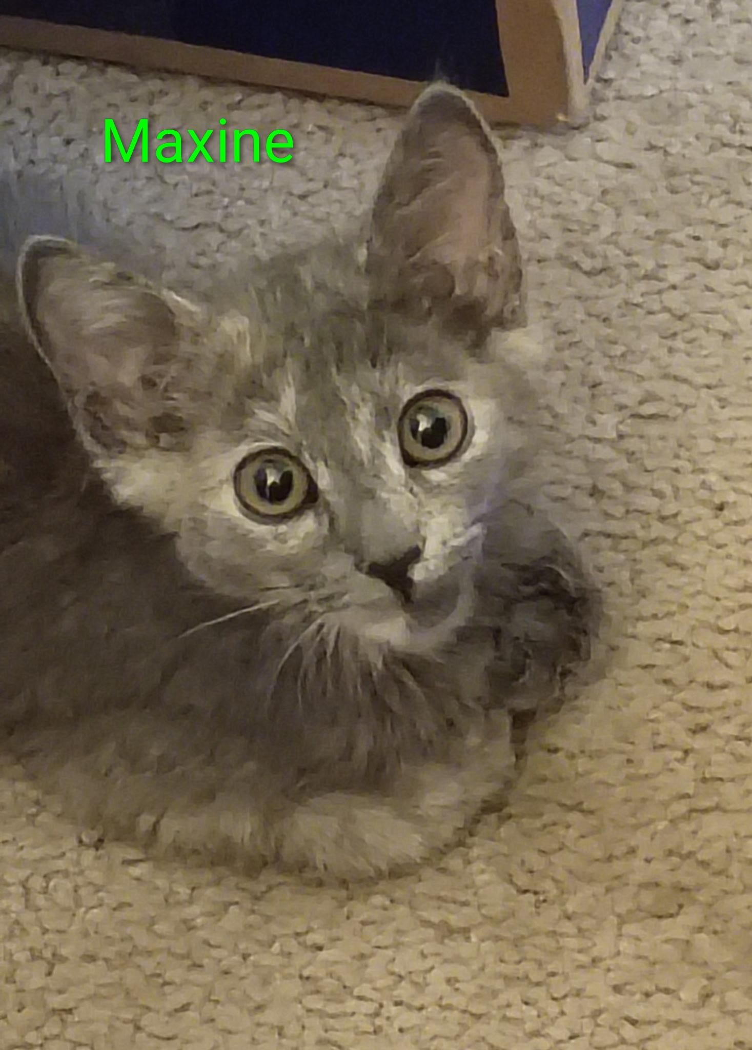 Maxene, adopted, Kitten Female Domestic Short Hair.