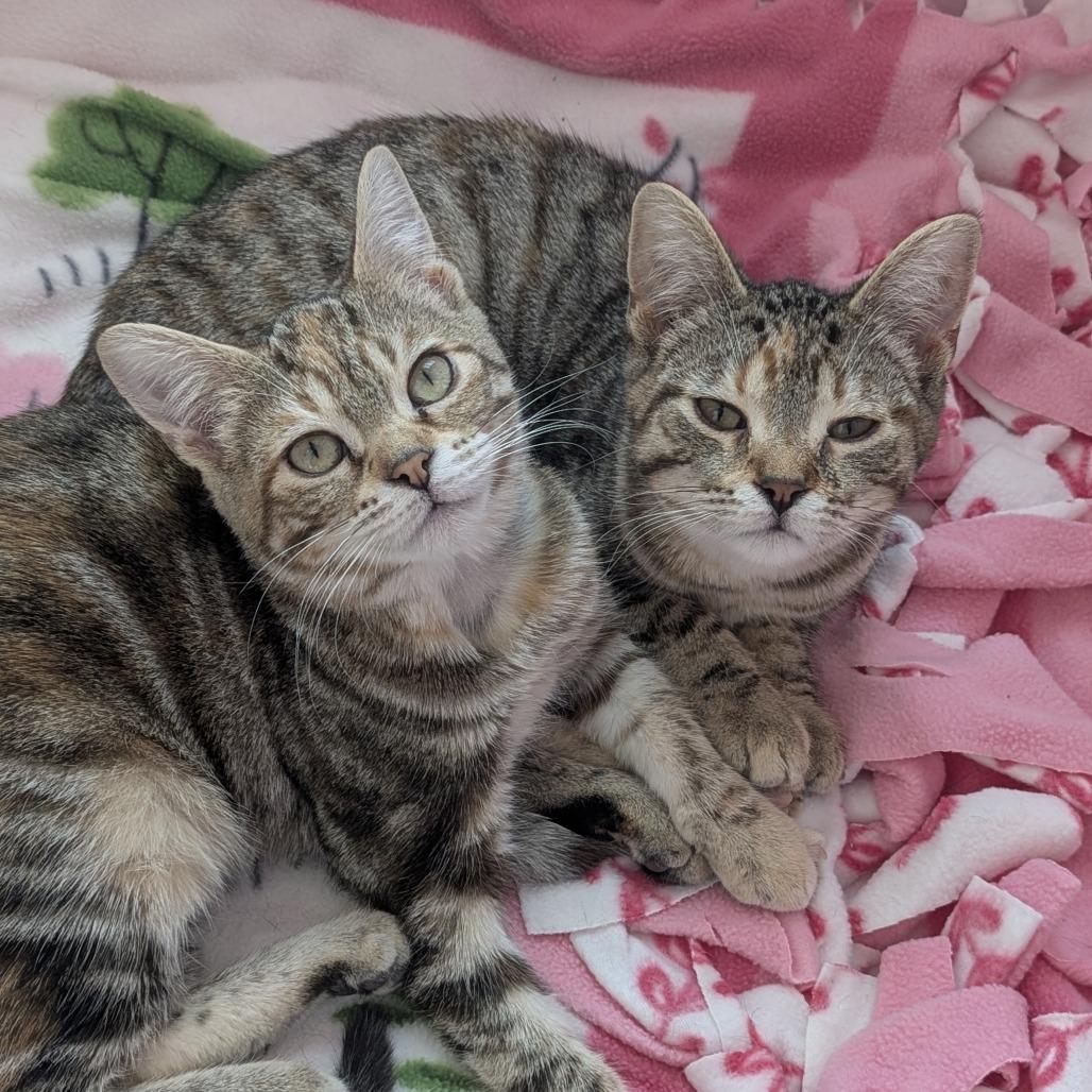 Caramel + Dulce BONDED PAIR, ADOPTABLE, Kitten Female Domestic Short Hair.