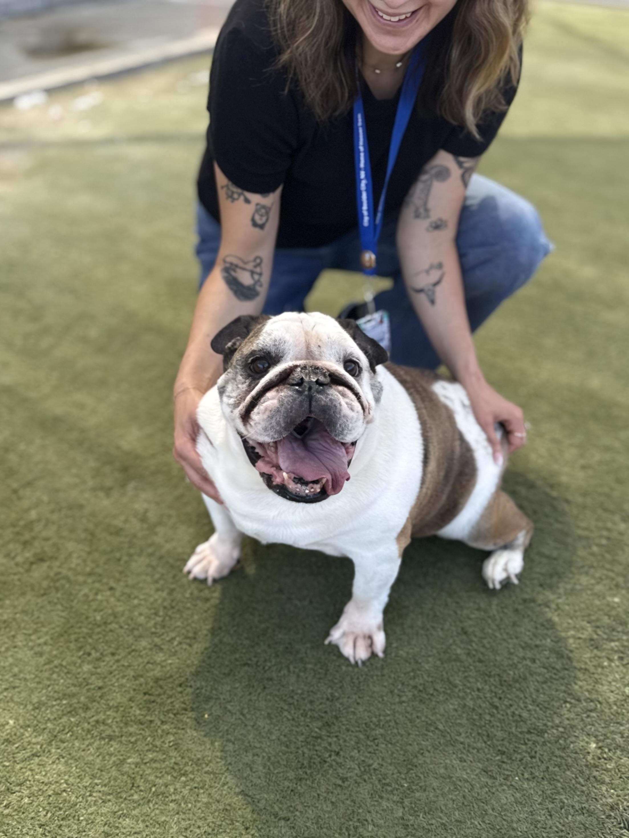 Simi, a ADOPTABLE English Bulldog in Boulder City, NV image 4/4