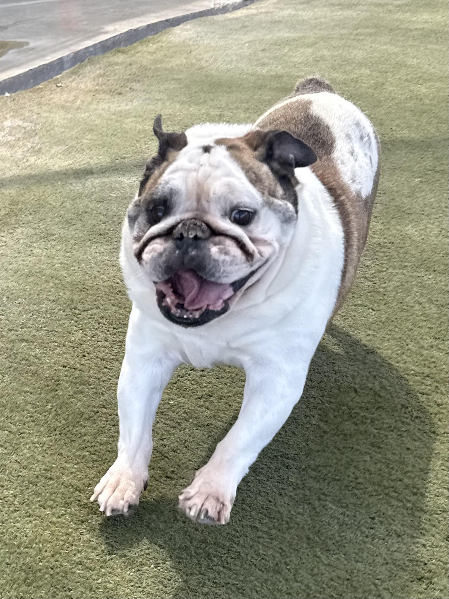 Simi, a ADOPTABLE English Bulldog in Boulder City, NV image 3/4