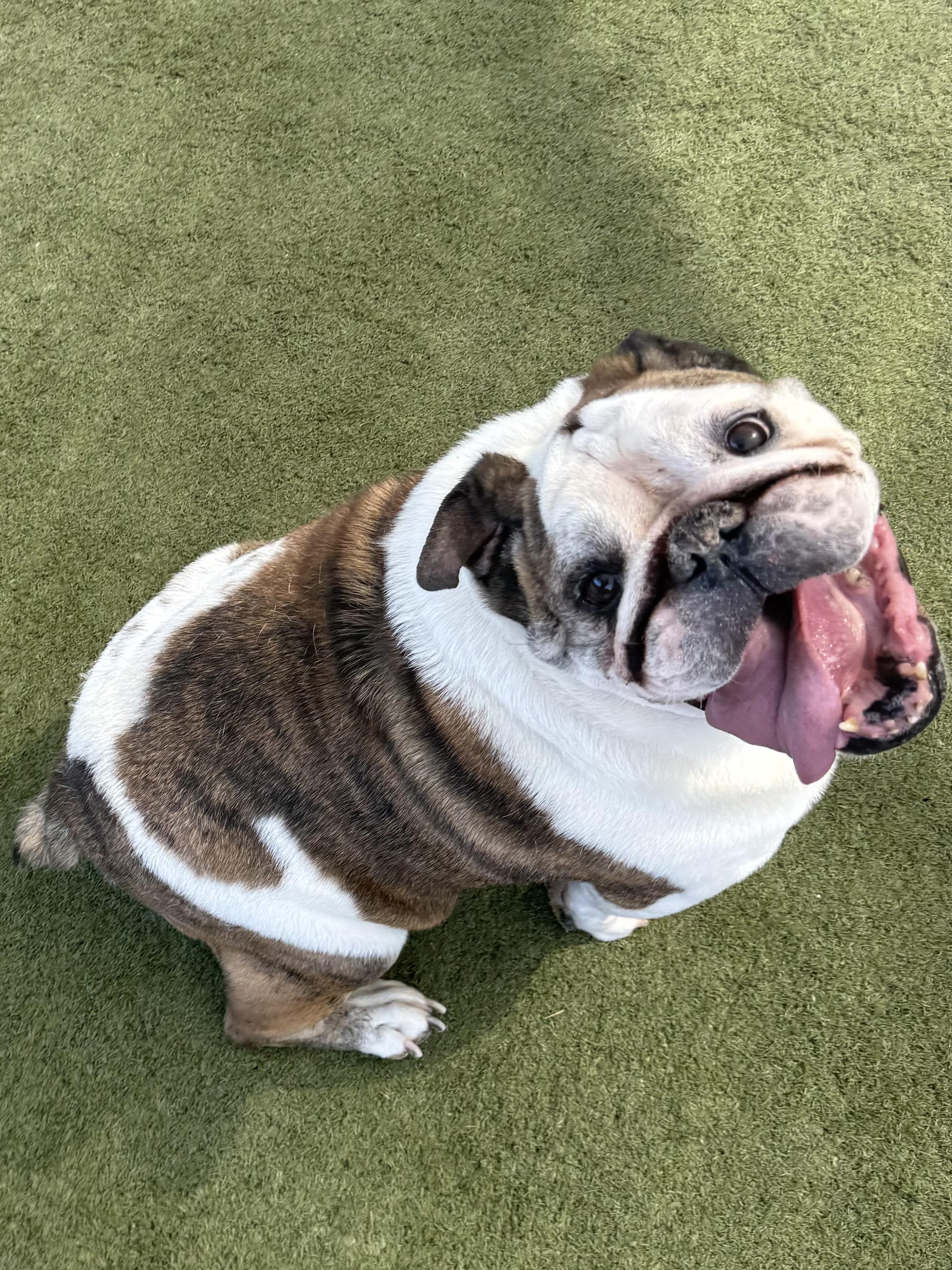 Simi, ADOPTABLE, Senior Female English Bulldog.