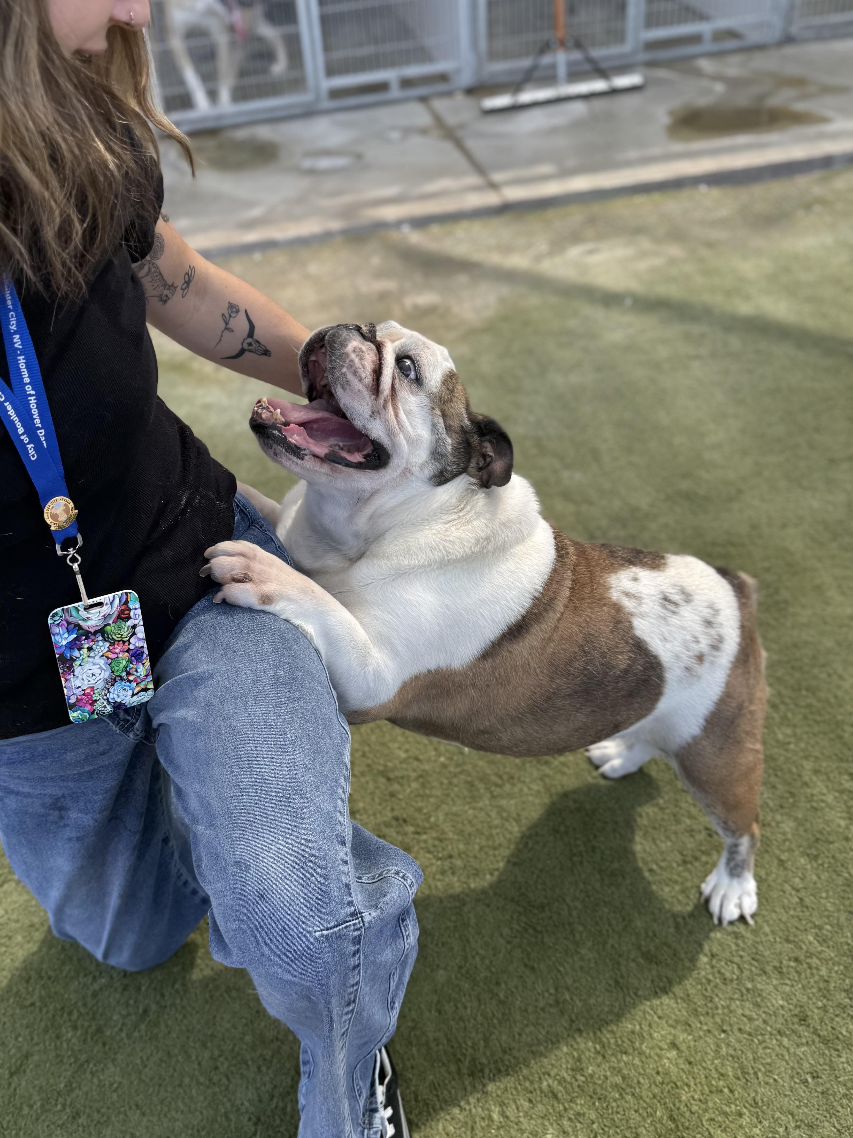 Simi, a ADOPTABLE English Bulldog in Boulder City, NV image 2/4