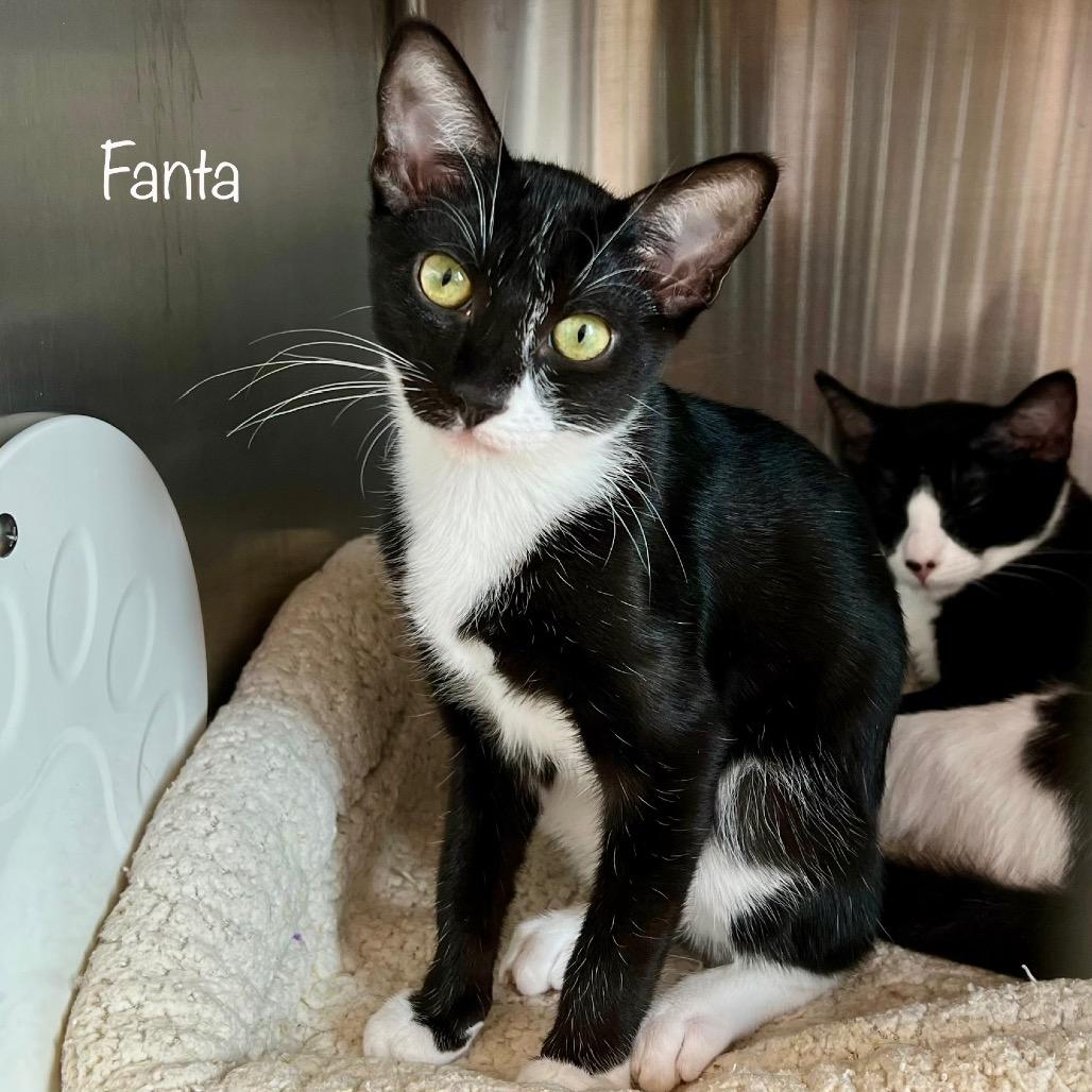 Fanta, a Adoptable mixed breed in Madisonville, TN image 1/3