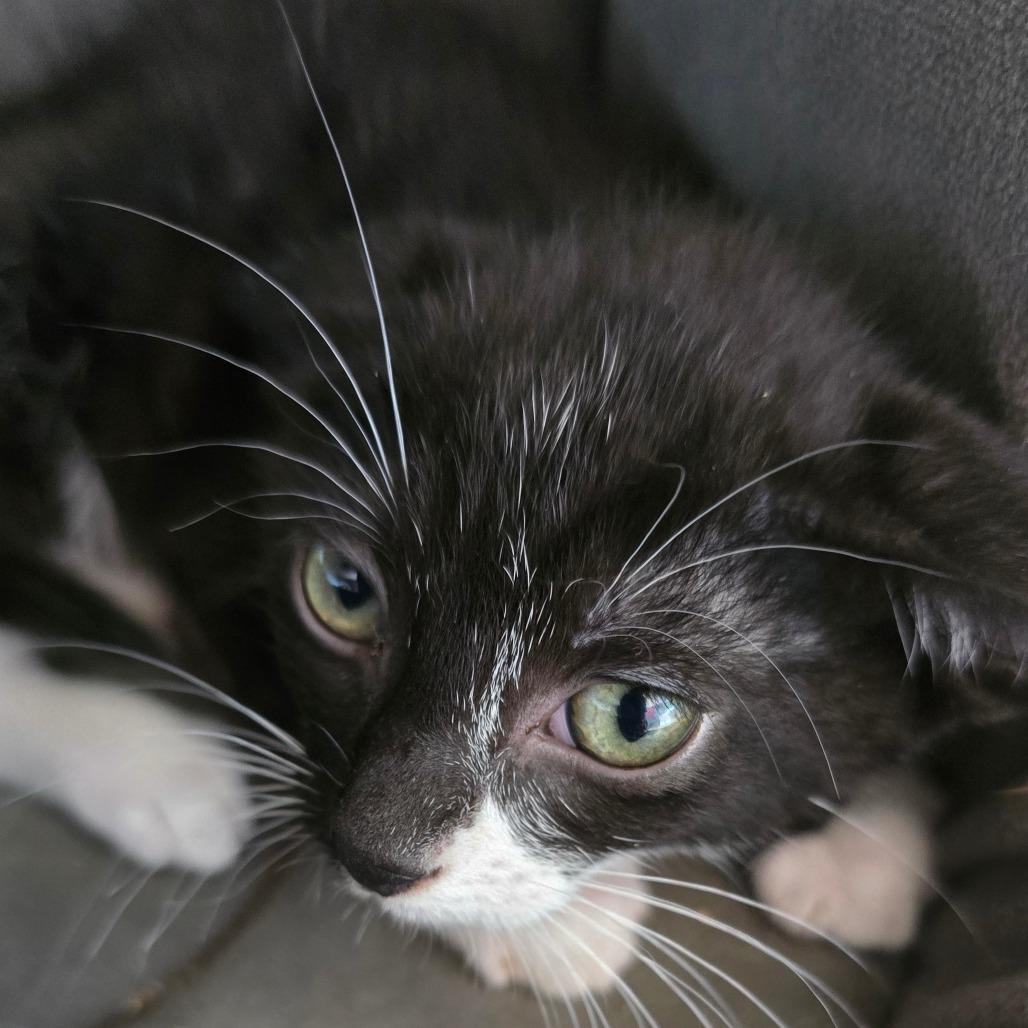 Fanta, a Adoptable mixed breed in Madisonville, TN image 3/3