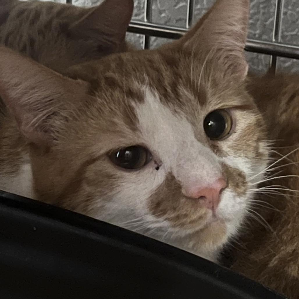 Enlarge Kenneth, a ADOPTABLE Domestic Short Hair in Nampa, ID image 1/1