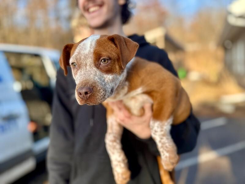 Enlarge BMO, a Adoptable mixed breed in Wooster, OH image 1/1