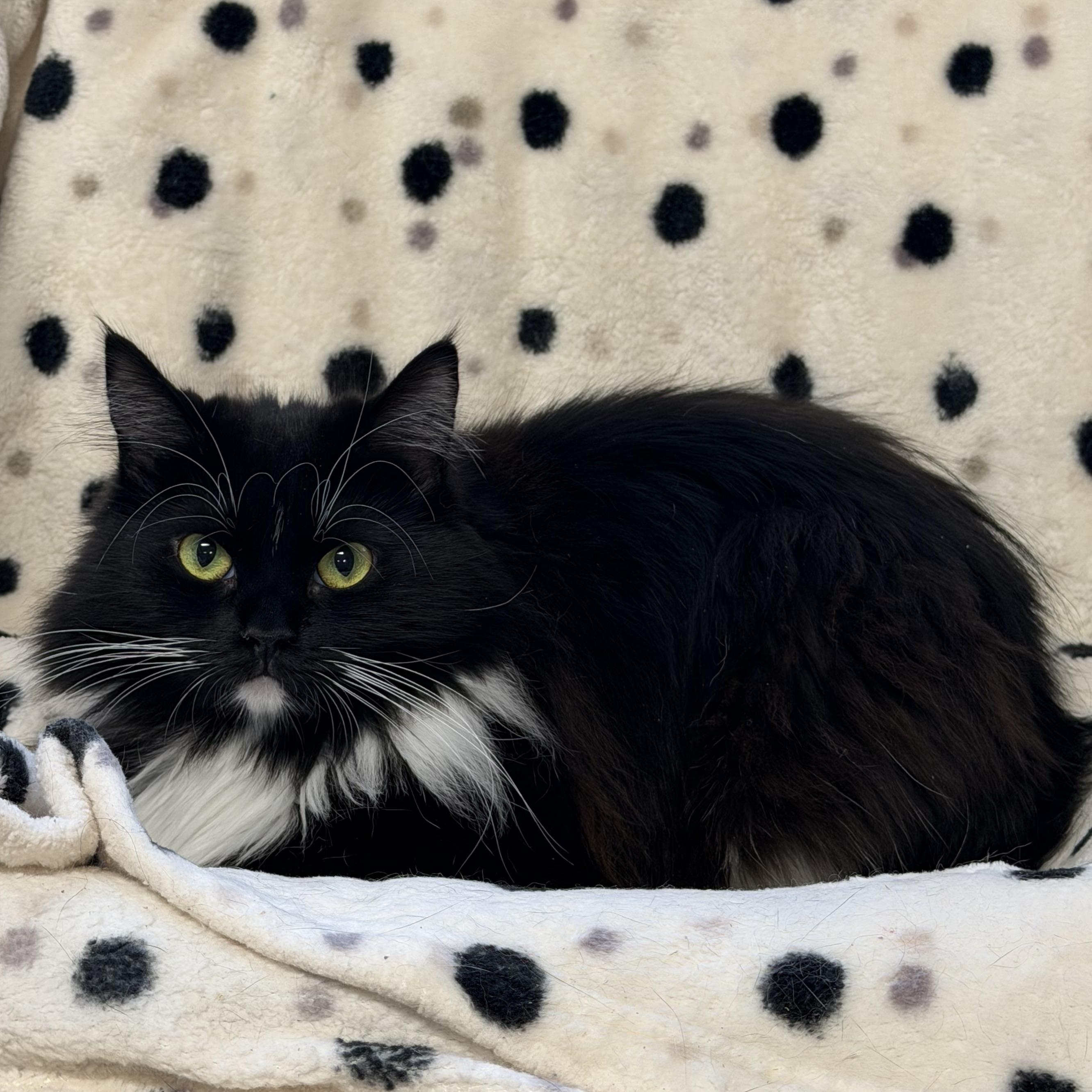 Enlarge Ellie, a ADOPTABLE Domestic Long Hair in Ocean City, NJ image 2/2