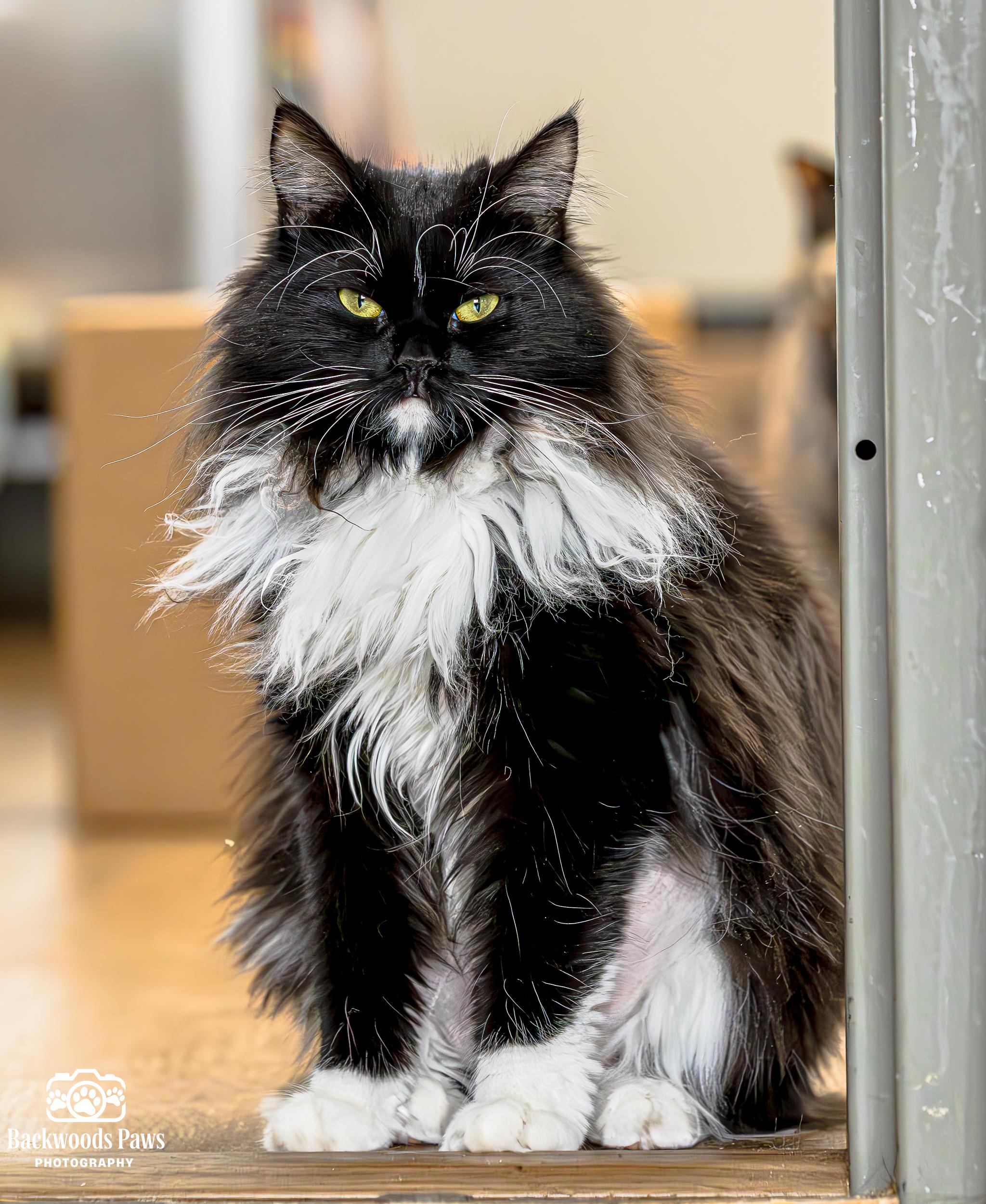 Ellie, ADOPTABLE, Young Female Domestic Long Hair.