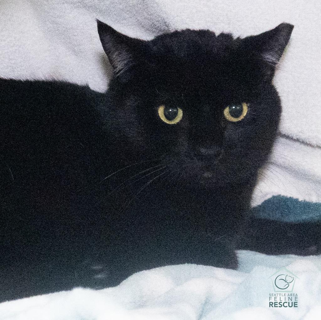 Brady, Adoptable, Adult Male Domestic Short Hair.