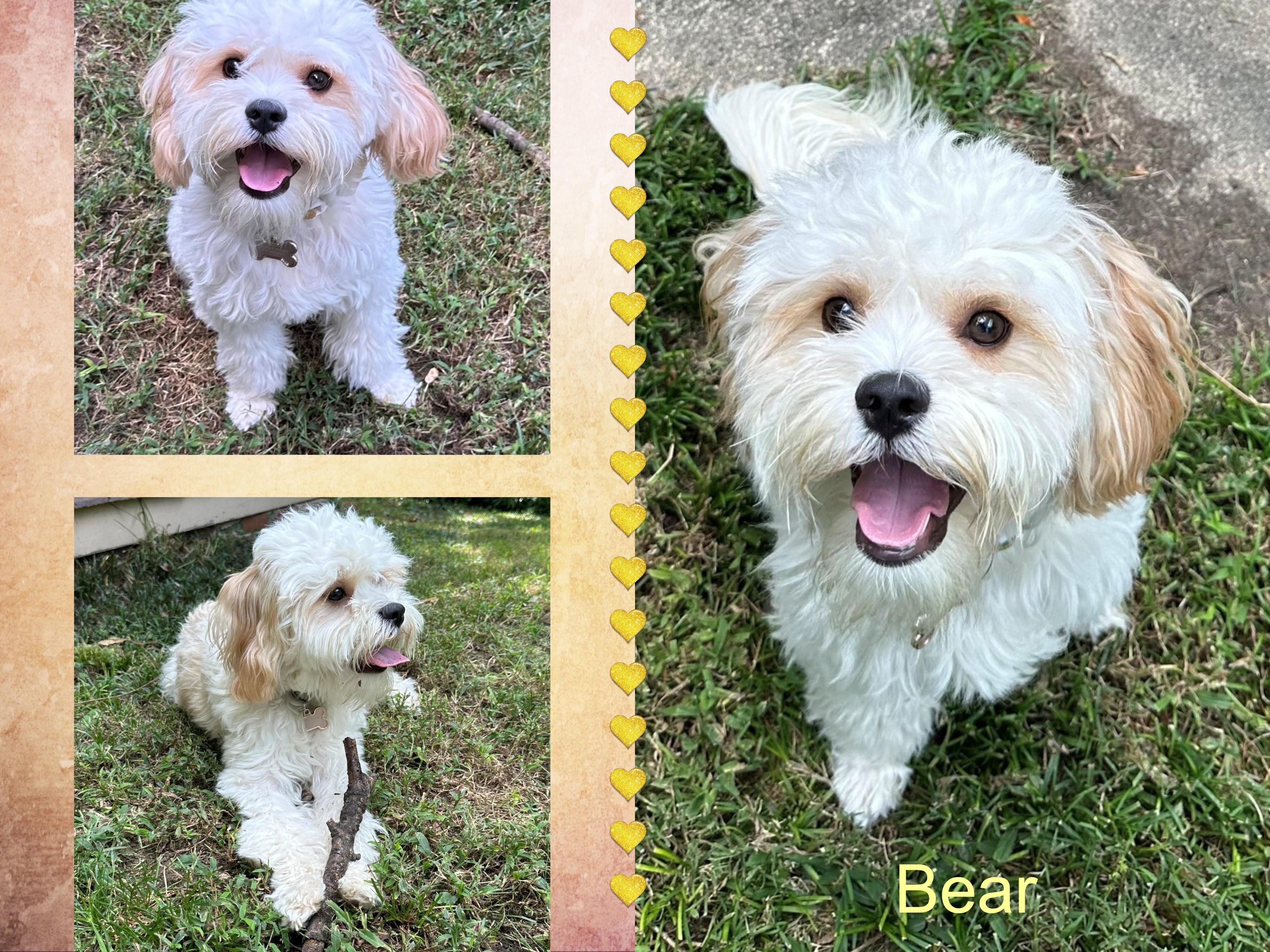 Enlarge Bear - NC, a Adoptable Bichon Frise in  Durham, NC image 2/2