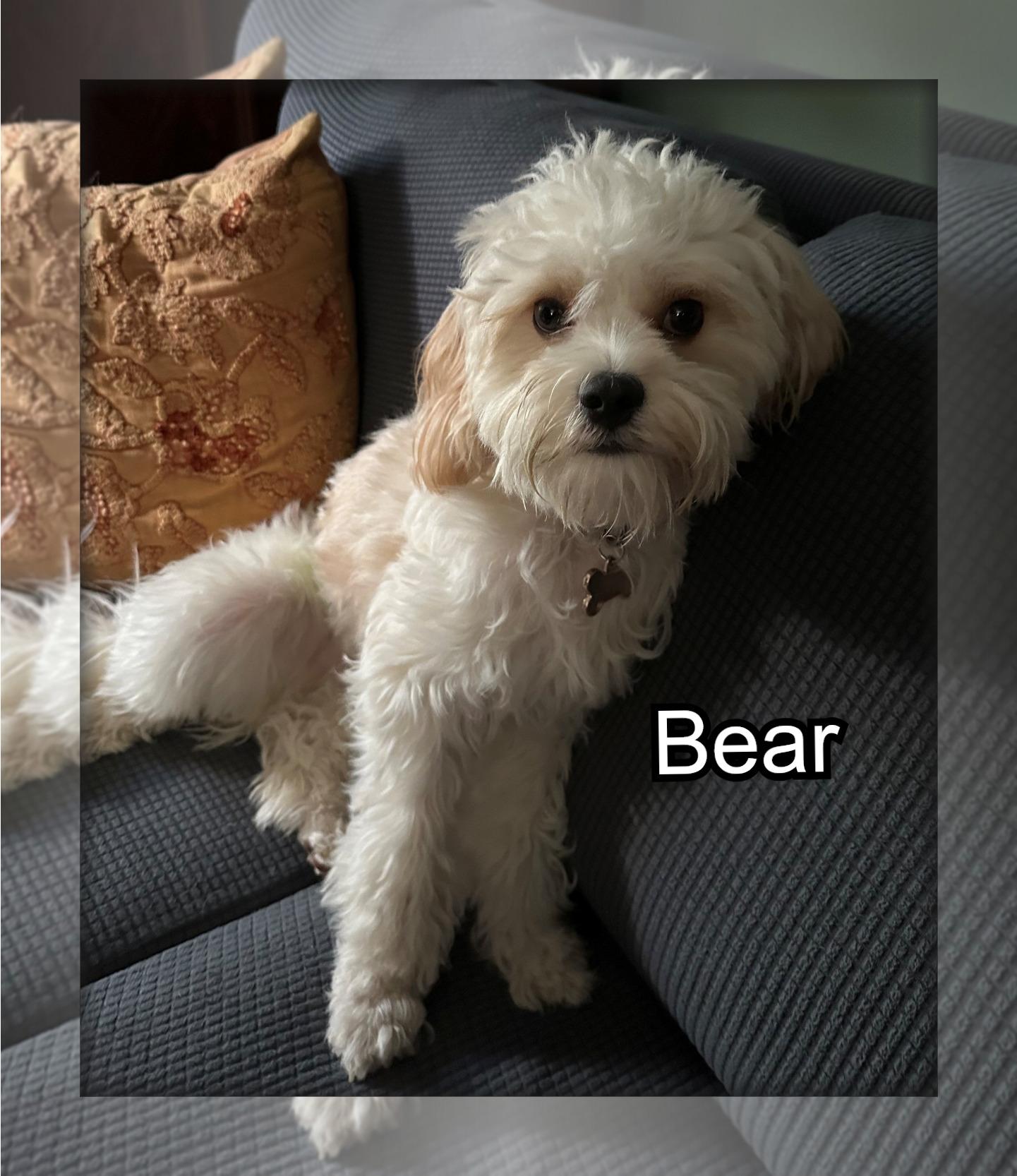 Bear - NC, Adoptable, Young Male Bichon Frise.