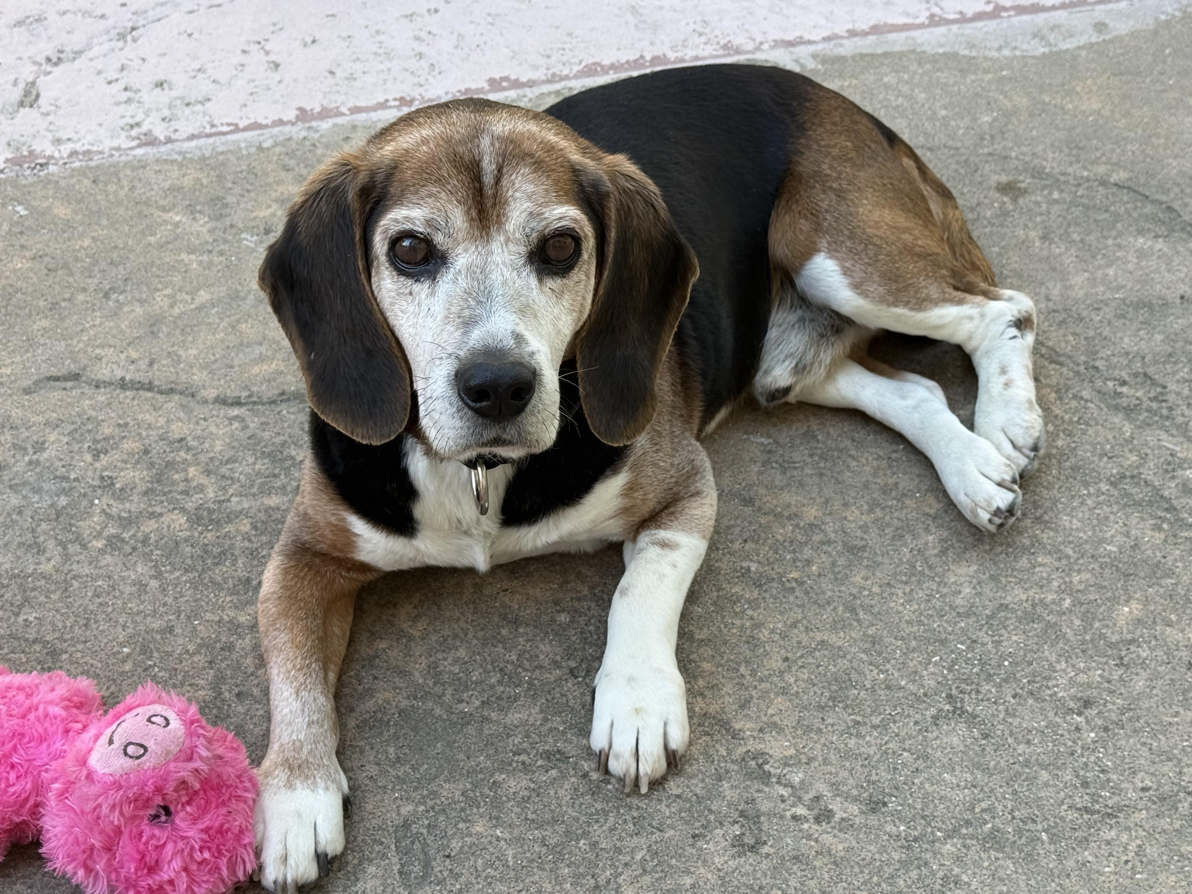 Mumford, ADOPTABLE, Adult Male Beagle.
