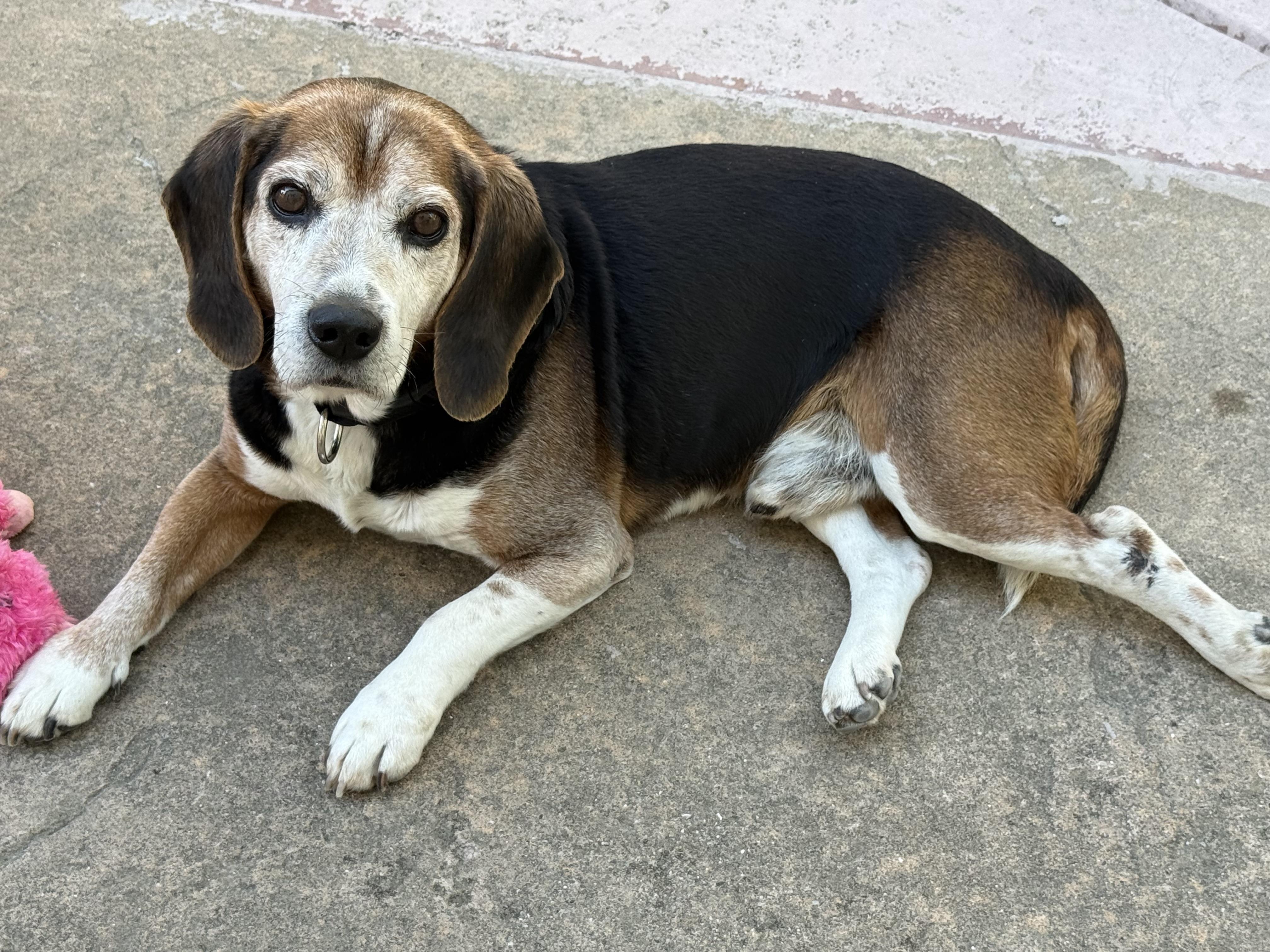 Enlarge Mumford, a ADOPTABLE Beagle in Mountain View, CA image 3/4