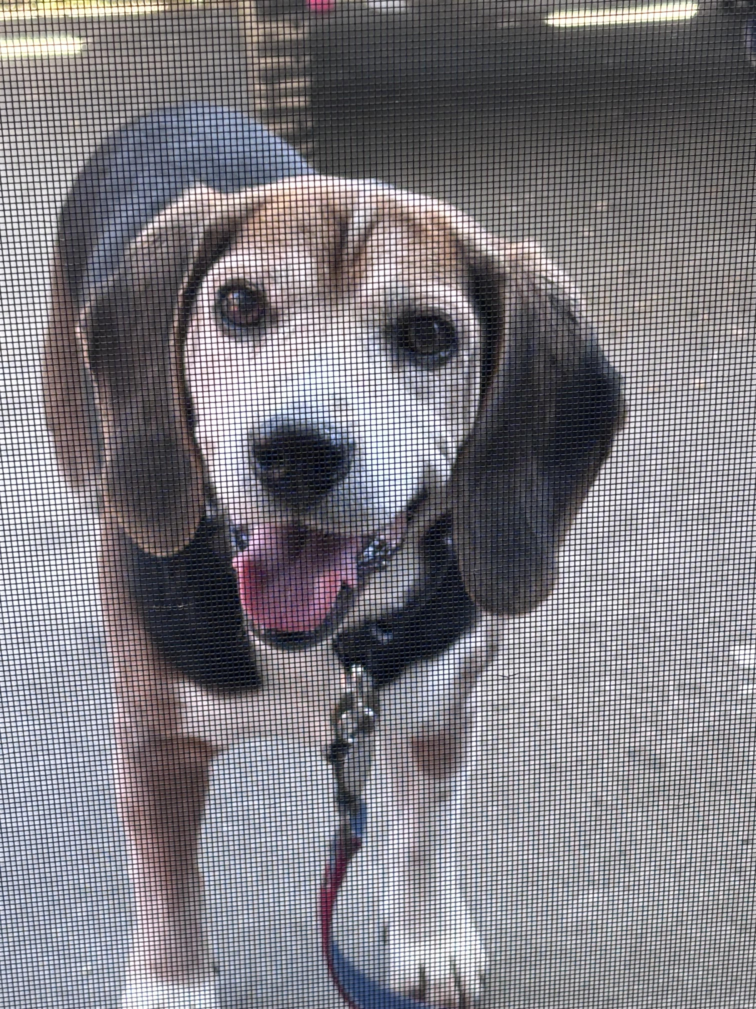 Enlarge Mumford, a ADOPTABLE Beagle in Mountain View, CA image 2/4