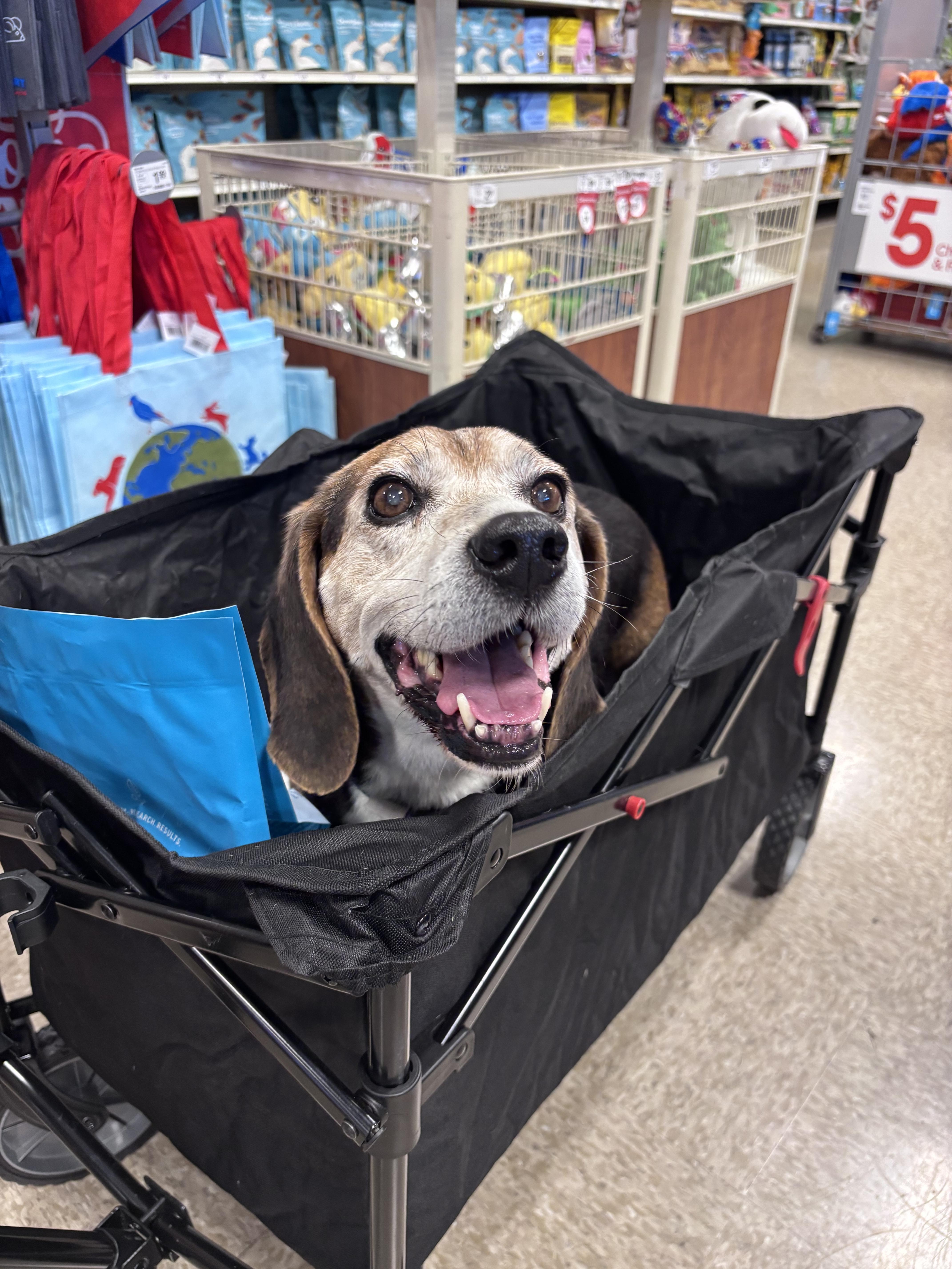 Enlarge Mumford, a ADOPTABLE Beagle in Mountain View, CA image 4/4
