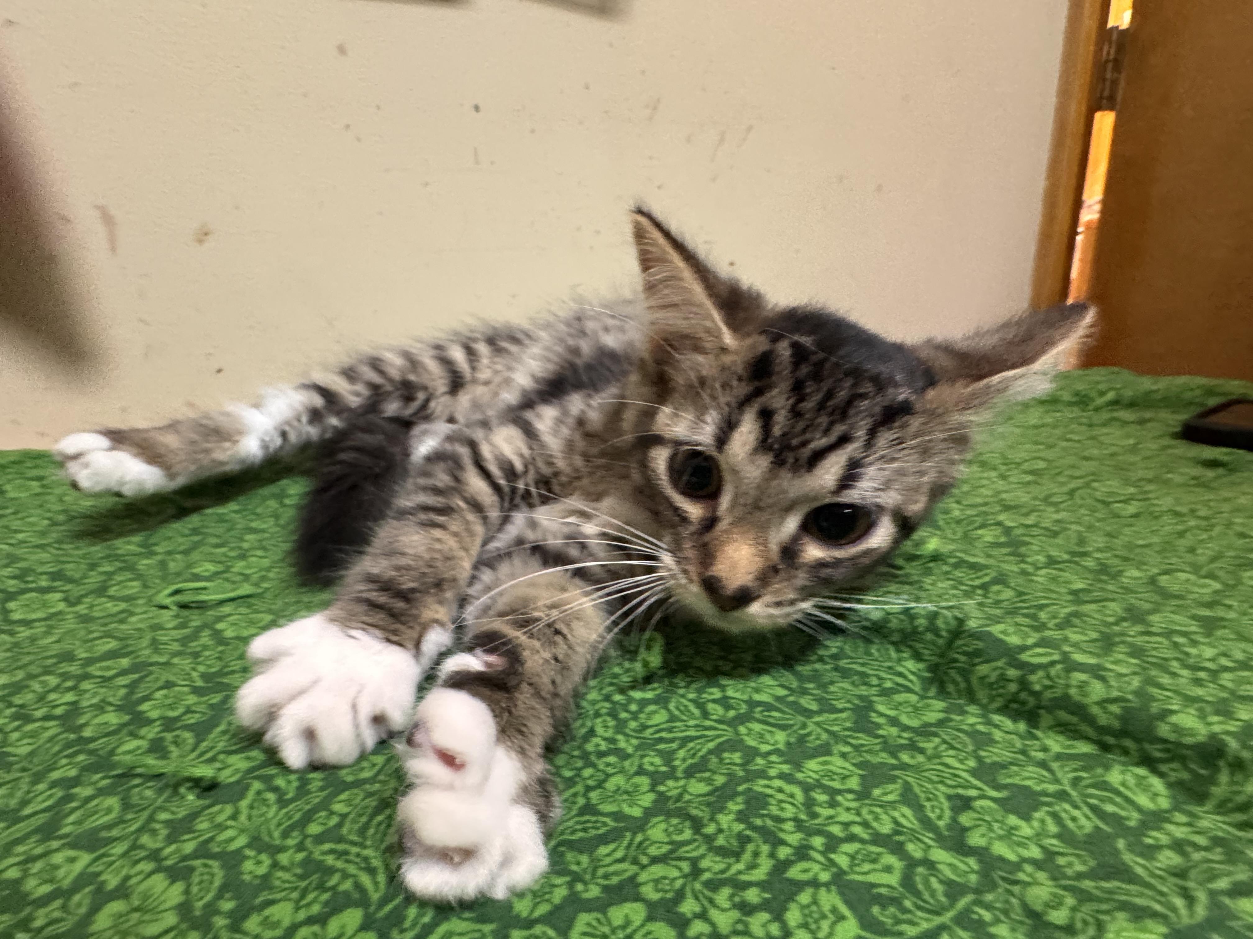 Sage, an adopted Domestic Medium Hair in Logan, OH image 1/2