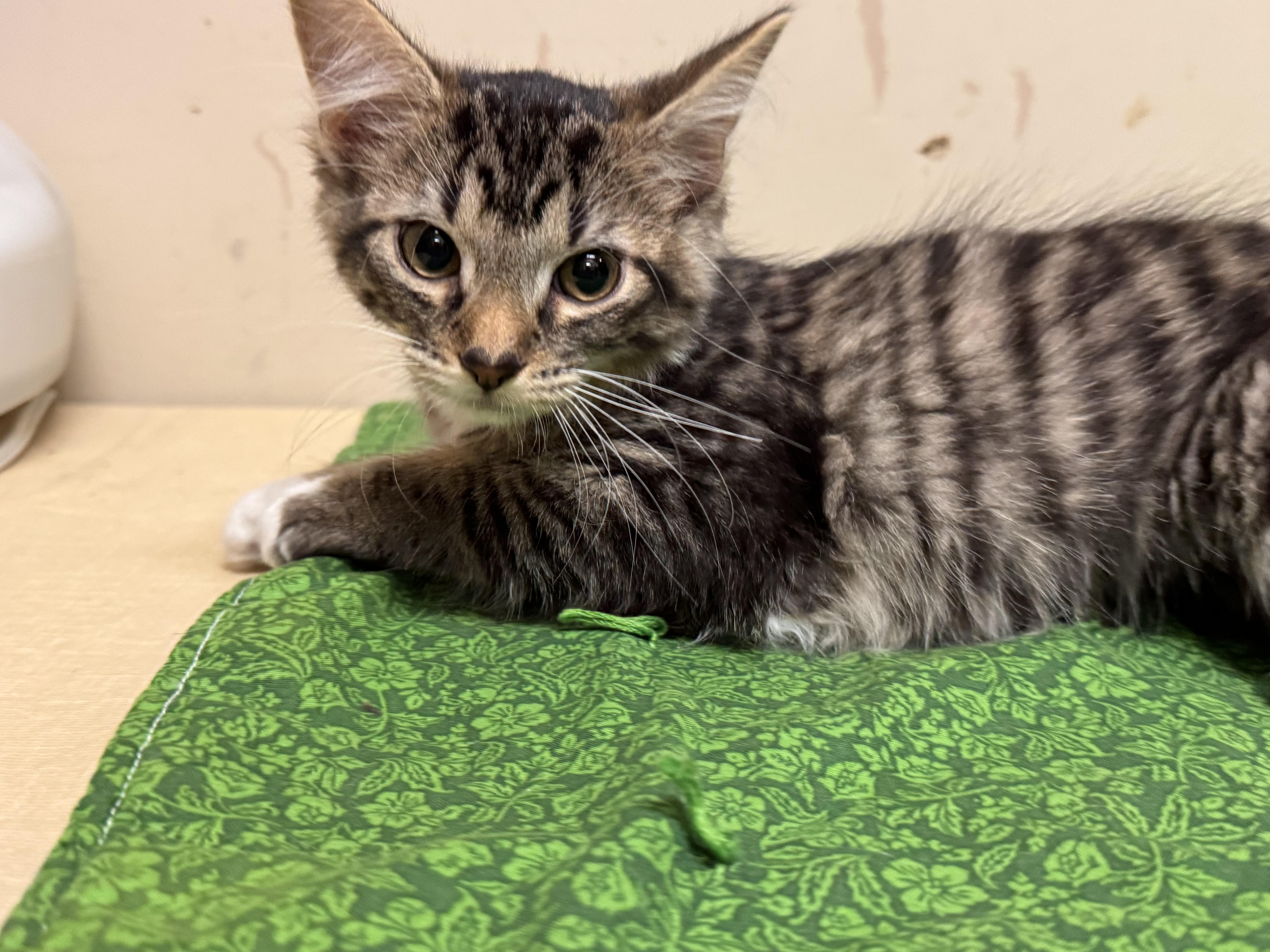 Sage, an adopted Domestic Medium Hair in Logan, OH image 2/2