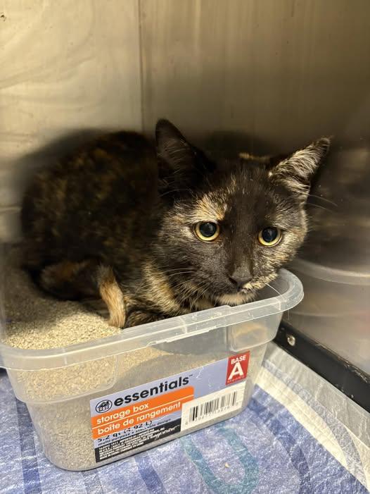 Enlarge Esme , an adopted Domestic Short Hair in Taylorsville, KY image 1/1