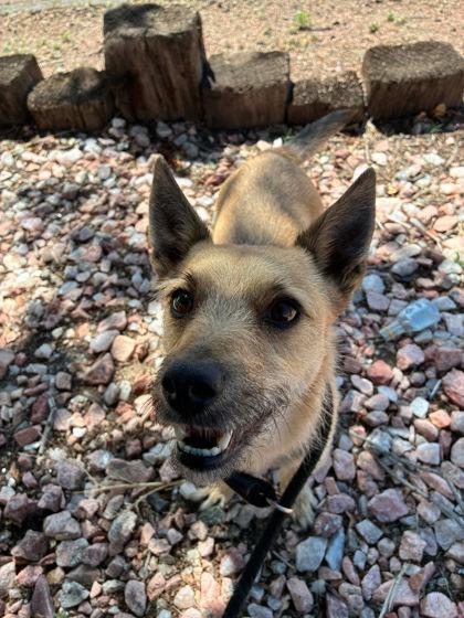 Enlarge Apollo, a ADOPTABLE Terrier in Canon City, CO image 1/1