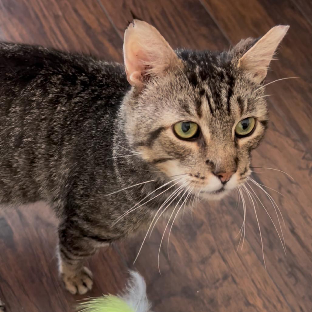 Enlarge Grandpa, a Adoptable Domestic Short Hair in Long Beach, CA image 1/6