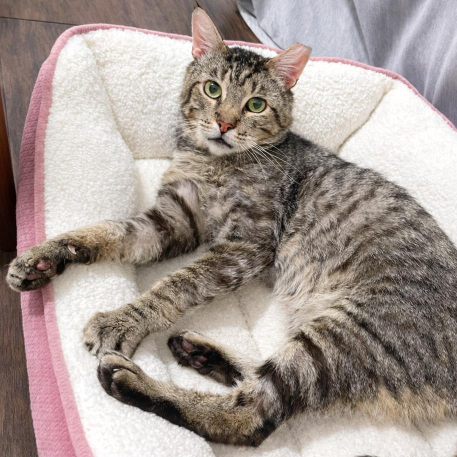 Enlarge Grandpa, a Adoptable Domestic Short Hair in Long Beach, CA image 2/6