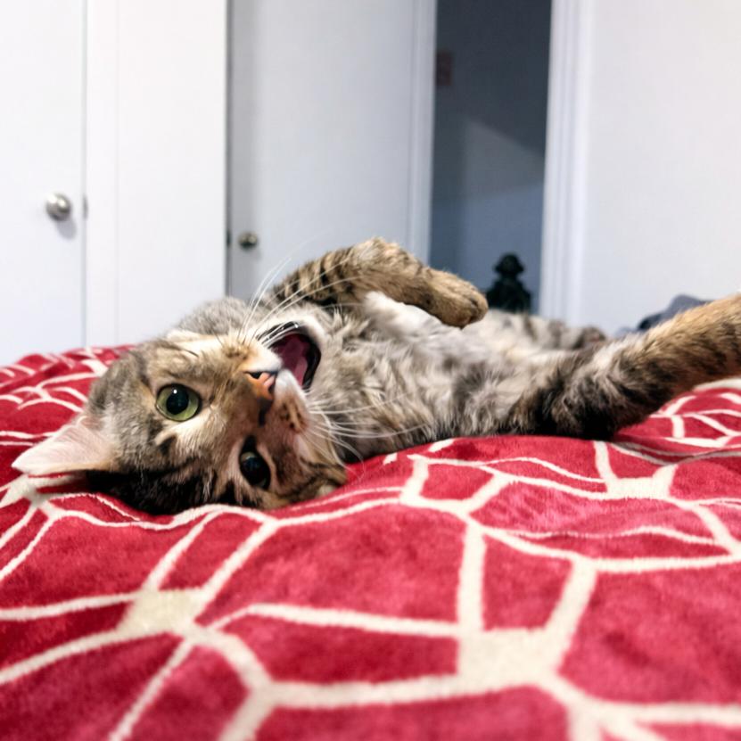 Enlarge Grandpa, a Adoptable Domestic Short Hair in Long Beach, CA image 3/6