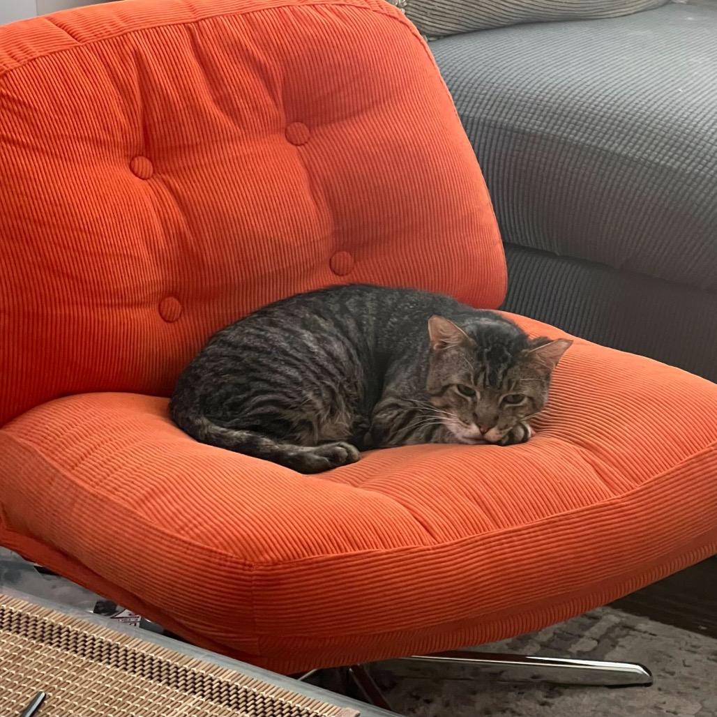 Enlarge Grandpa, a Adoptable Domestic Short Hair in Long Beach, CA image 4/6