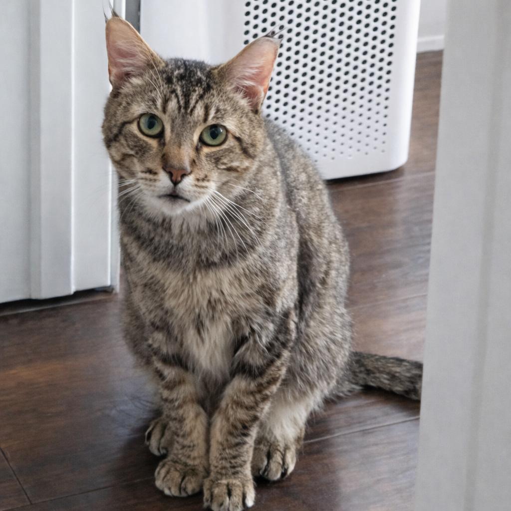 Enlarge Grandpa, a Adoptable Domestic Short Hair in Long Beach, CA image 5/6